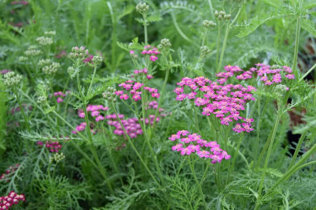 Achillea millefolium 'Cerise Queen' ---